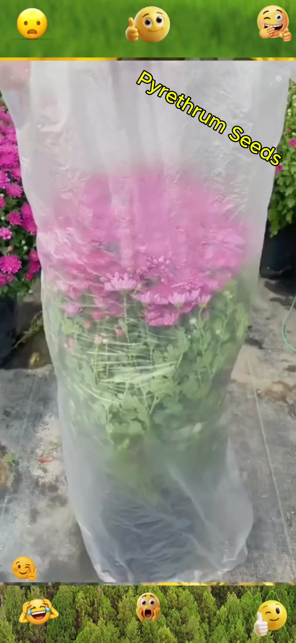 PHIL SEED Facebook ad: Magtanim ka na ng sariling bulaklak