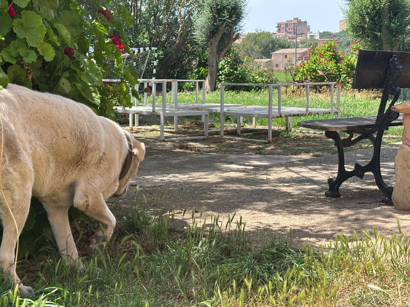 Los Molinos pets hotel Facebook ad: ¿Viajas desde Palma y necesitas dejar a tu…