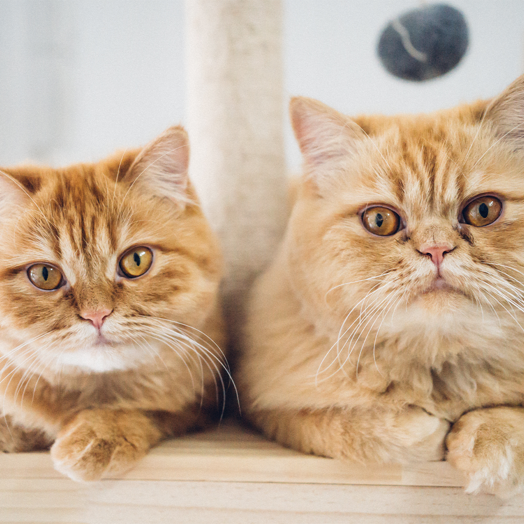Nationwide Pet Facebook ad