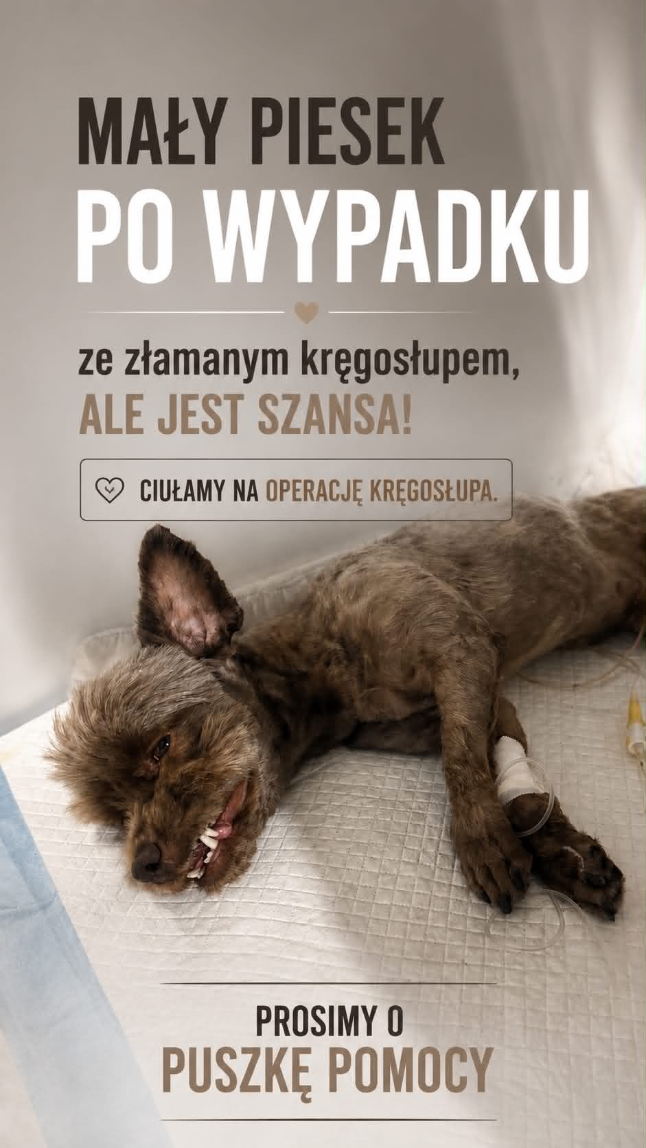 FPK - Fundacja Psa Karmela Facebook ad from Jul 6, 2026