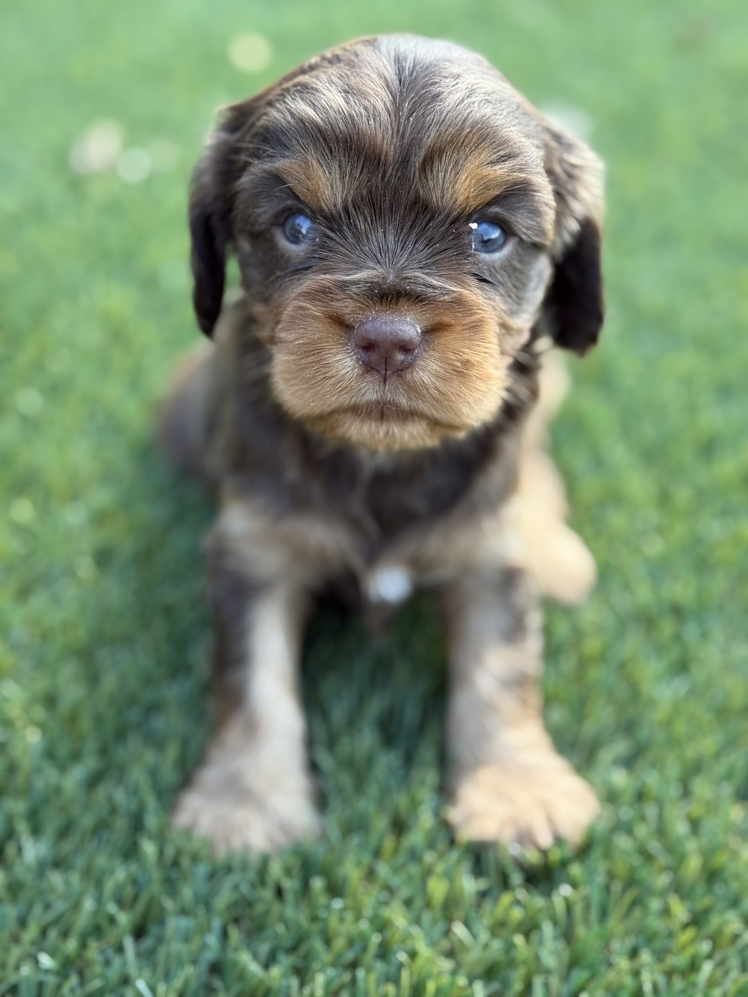 Pupp Atelier Facebook ad: Say no to poor breeding practices.