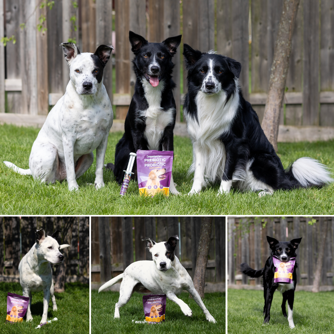 Companions Choice Facebook ad: Subscribe & Get A 10% OFF Coupon For Your Pet!