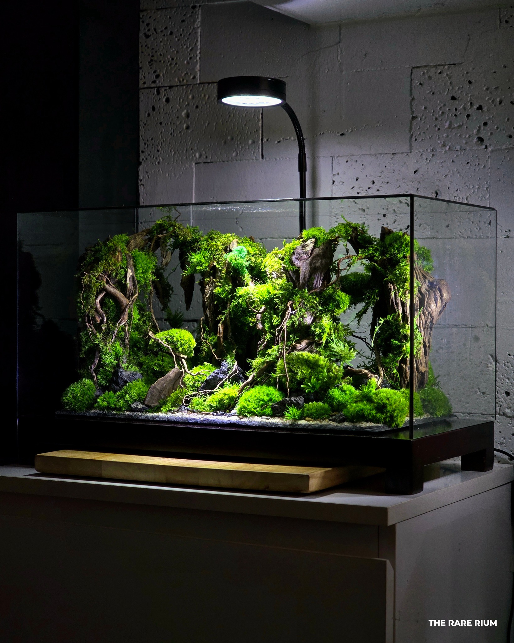 The Rare Rium - Plant & Moss Art Facebook ad