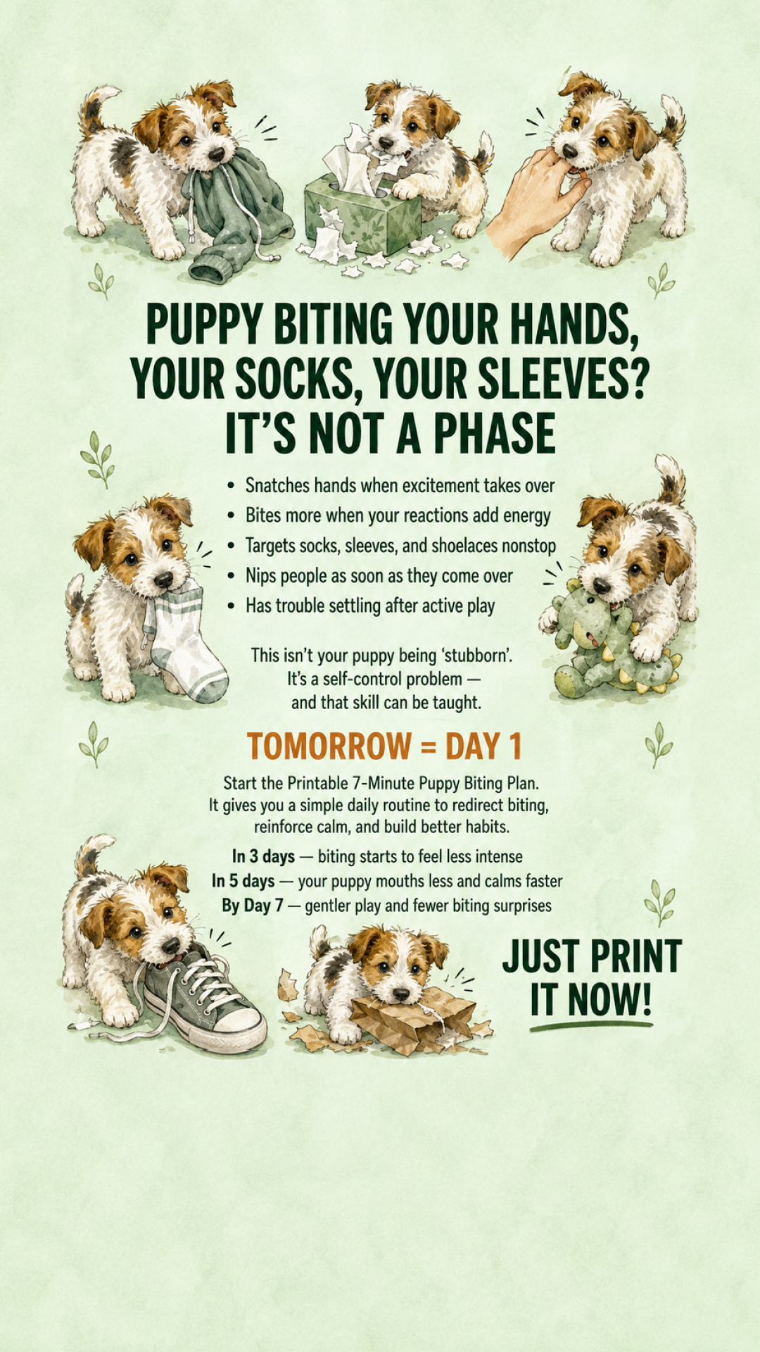 Ben Your Puppy Trainer Facebook ad
