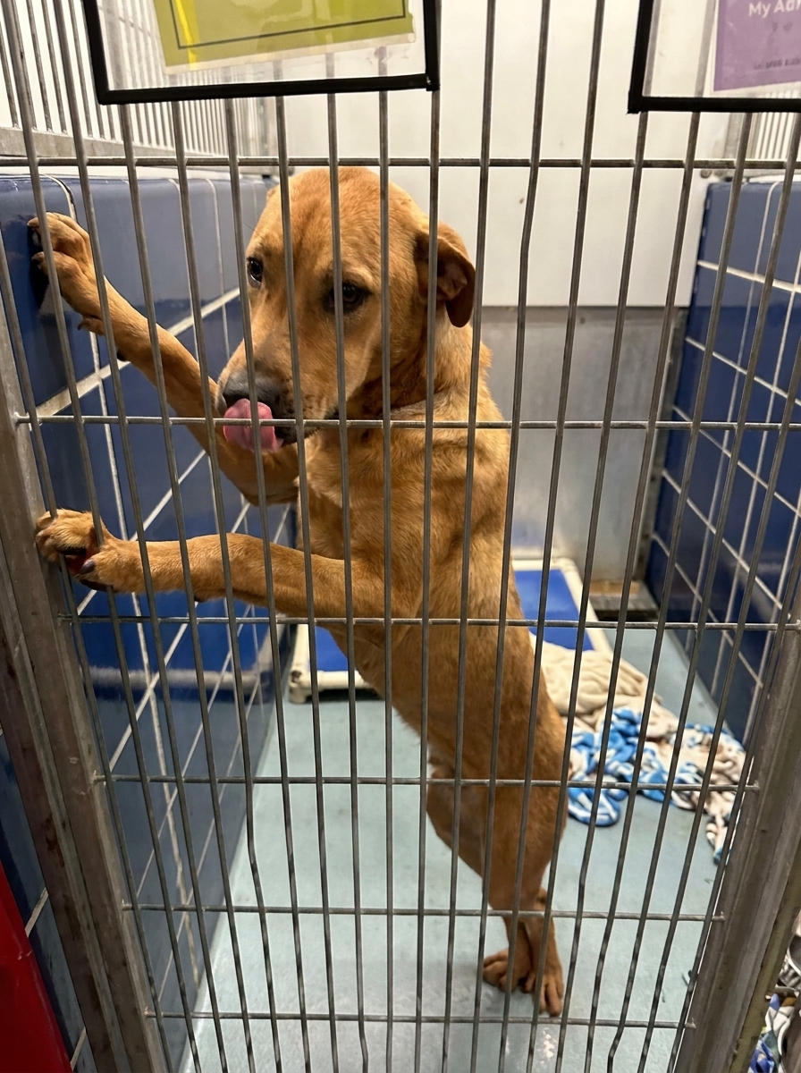 Lakeview Animal Hospital Facebook ad