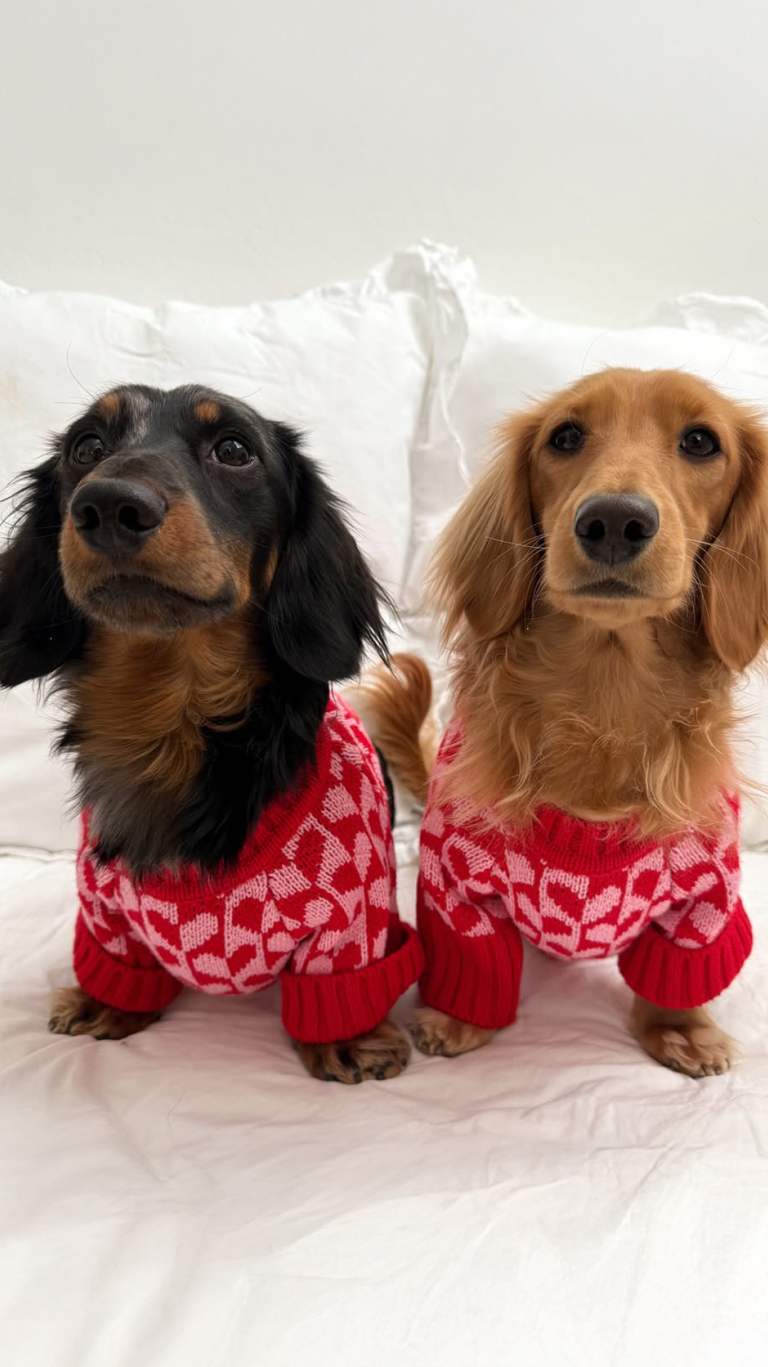 The Foggy Dog Facebook ad