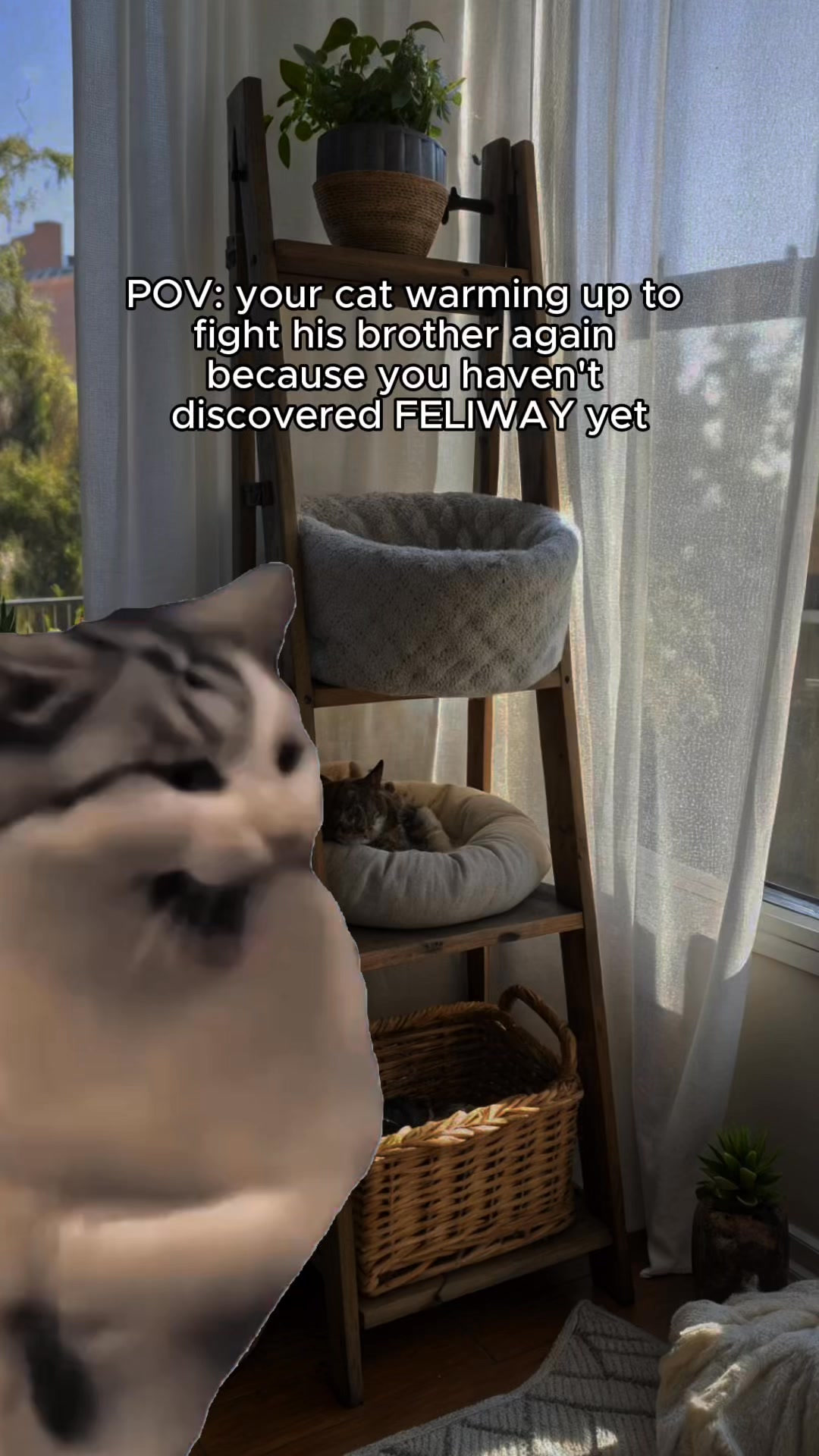 Feliway Facebook ad: Discover cat calm with FELIWAY