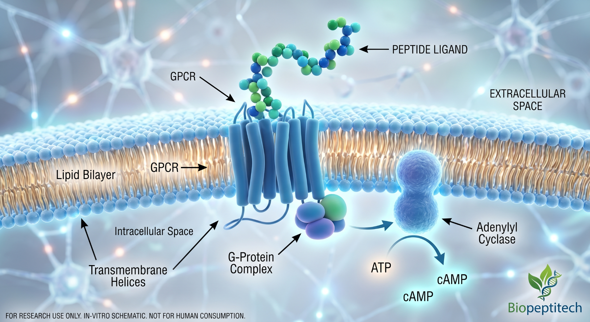 BIO Peptide Technologies Facebook ad: Visit to learn more.