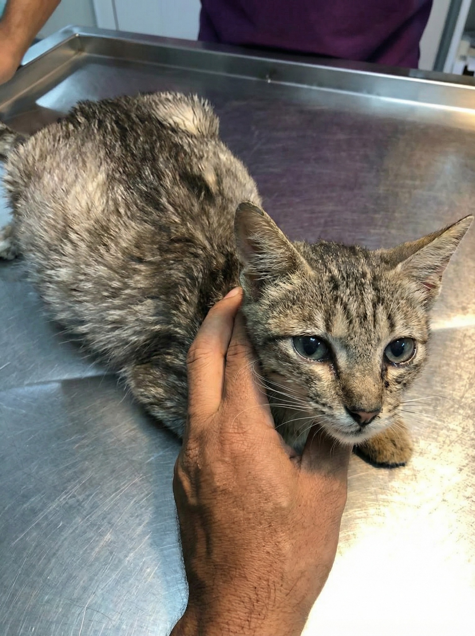 Animal Care Veterinary Clinic Facebook ad