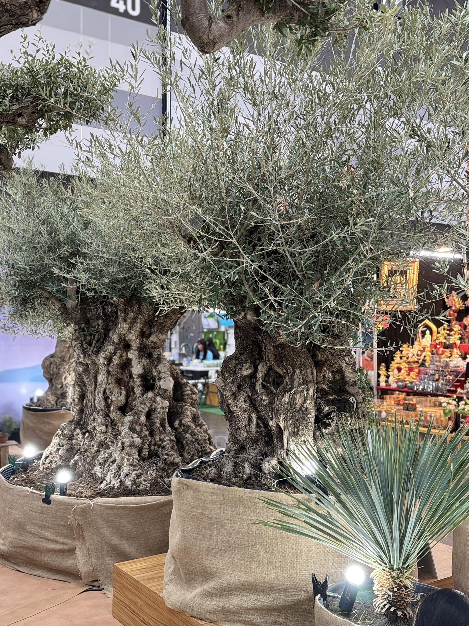Olive Grove - ต้นมะกอกโอลีฟ Facebook ad: ใครกำลังตามหาต้นโอลีฟ ห้ามพลาด! กับ…