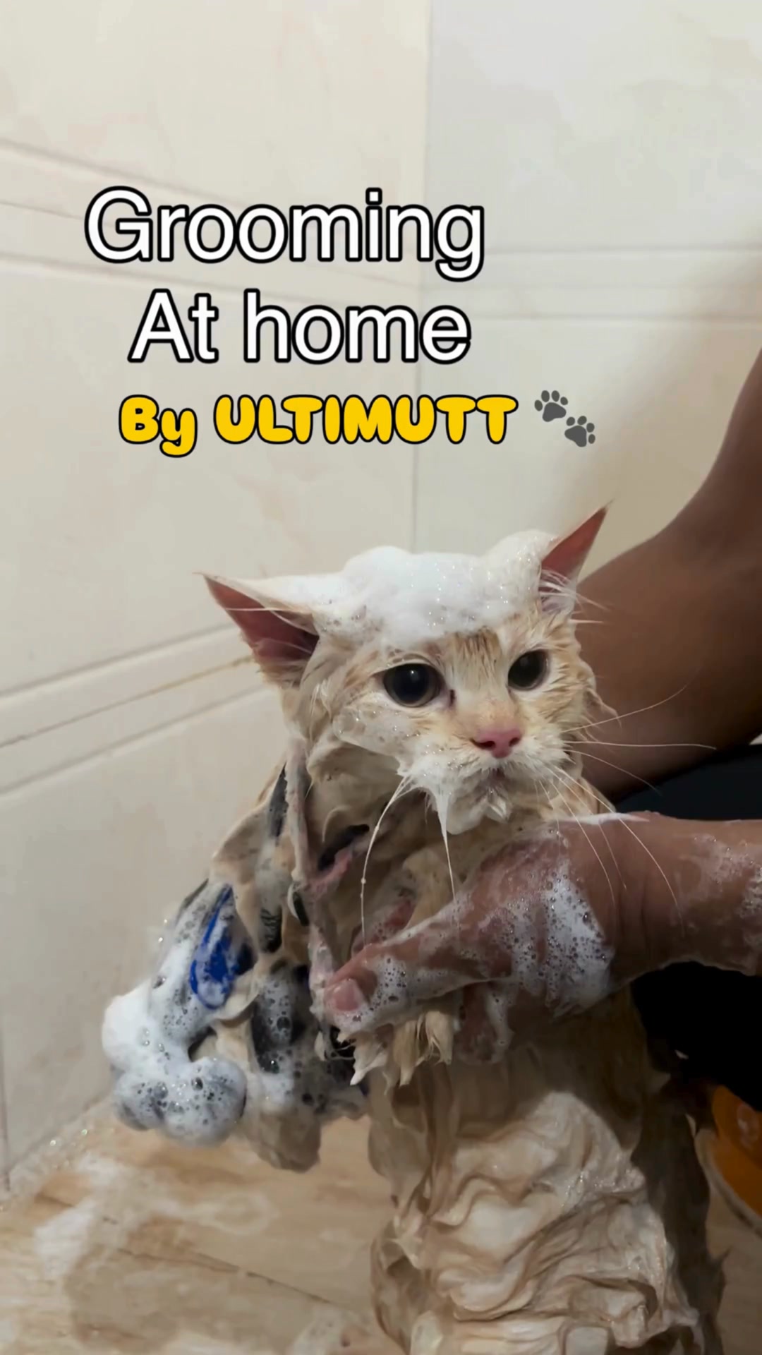 Ultimutt Pet services Facebook ad: Professional Dog Grooming at Home, starts at just…