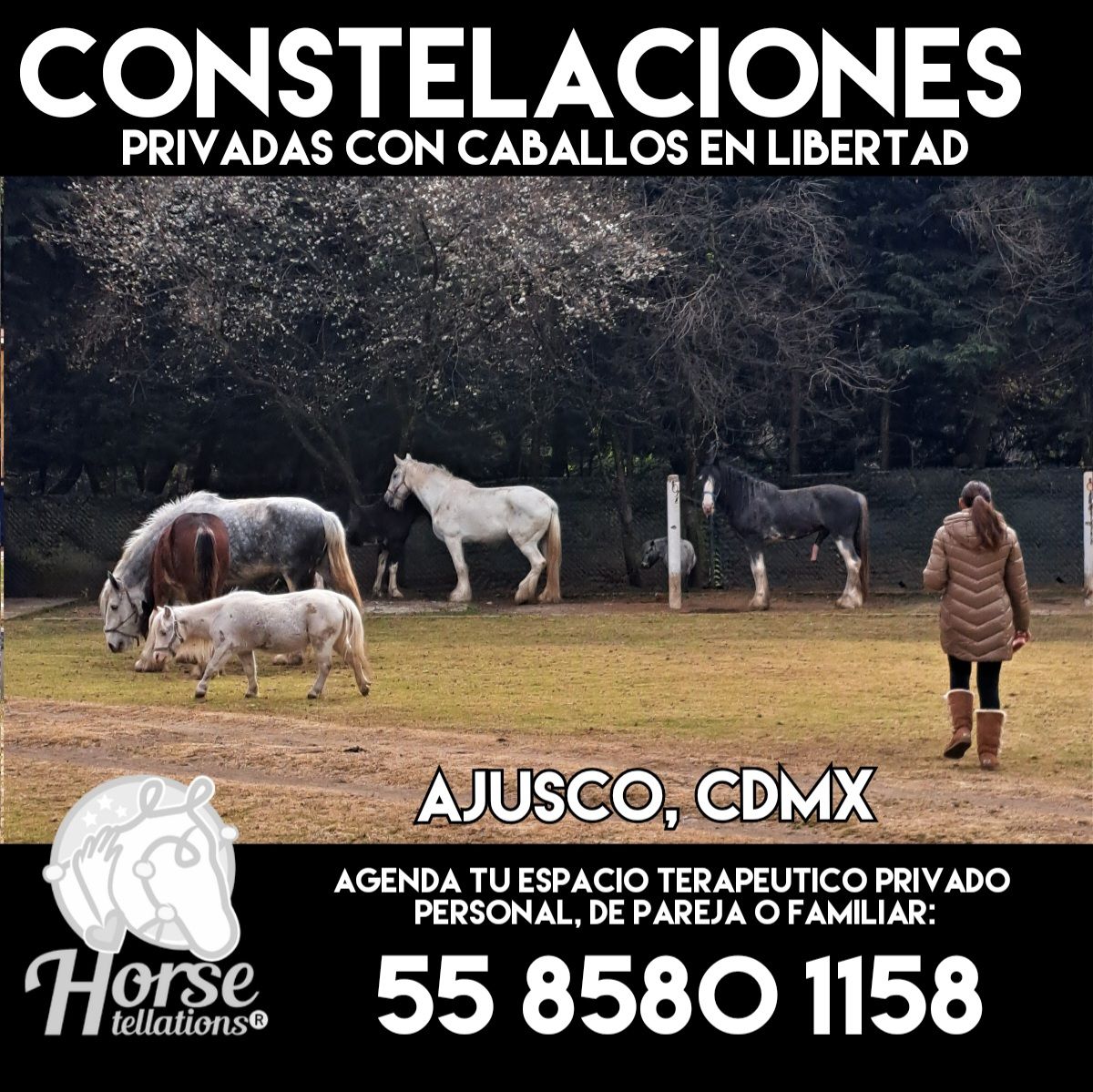 Horsetellations Facebook ad: Constelar con caballos te permite, ver lo que…