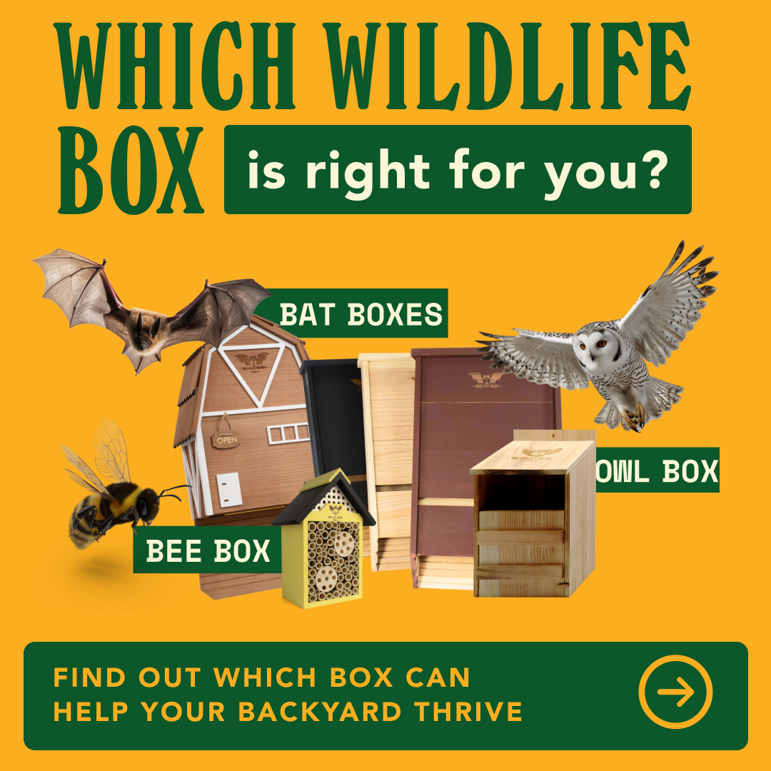 Wild Yard Facebook ad