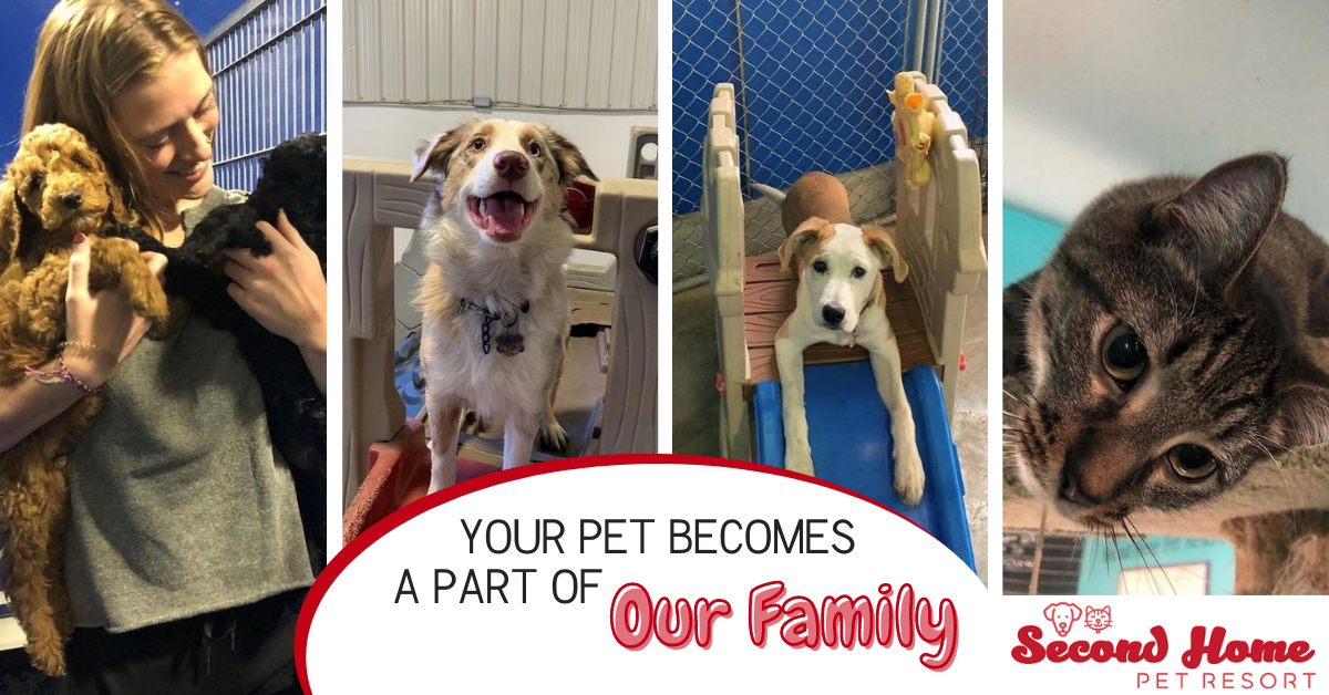 Second Home Pet Resort Leduc Facebook ad: First choice for your pet boarding needs.
