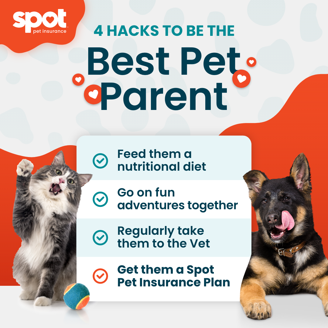 Spot Pet Insurance Facebook ad