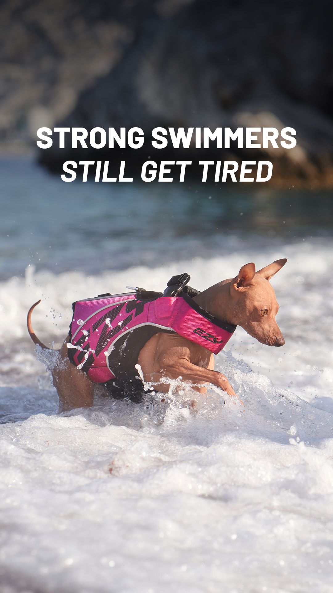 EzyDog Facebook ad