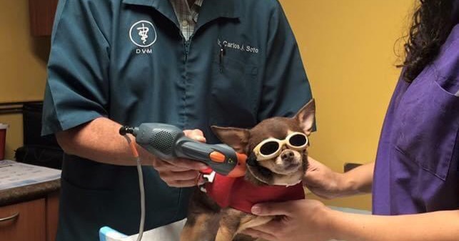 Levittown Pet Clinic Facebook ad