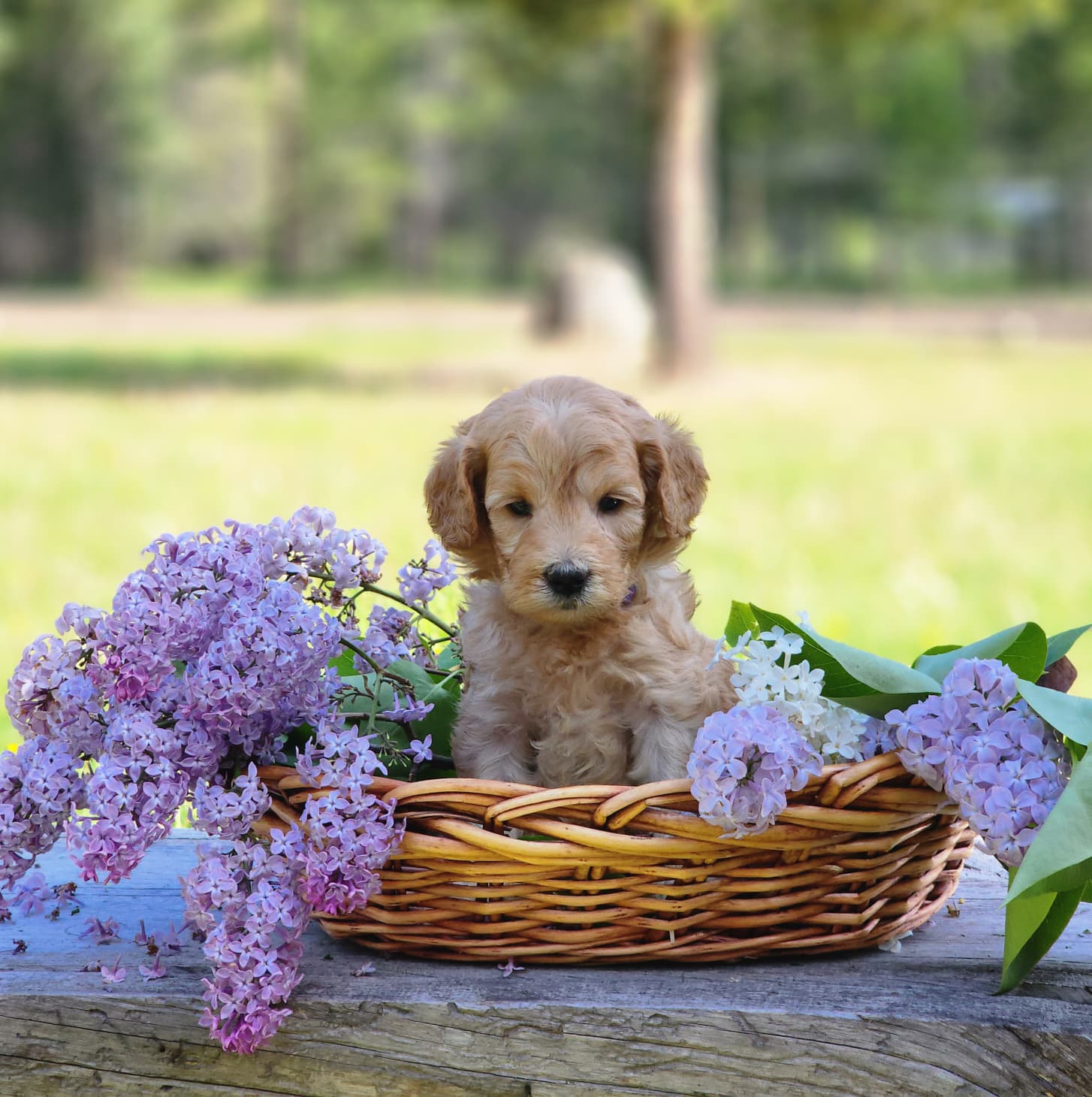 Mountain Meadow Puppies Facebook ad: Free Mini Goldendoodle Buyer's Guide