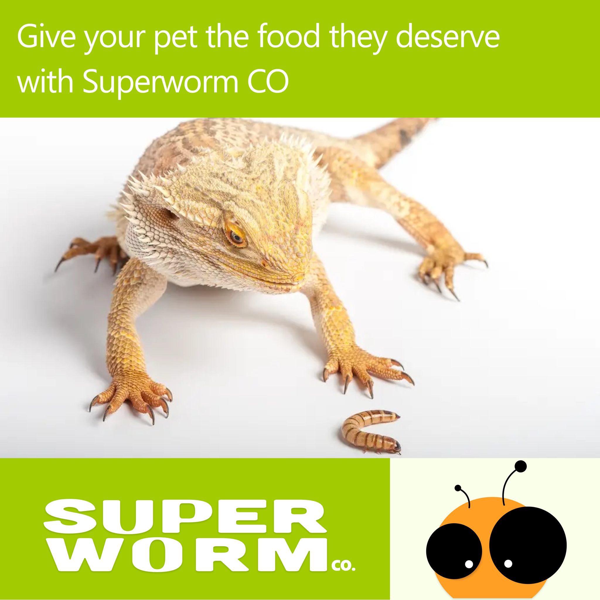 Superworm CO Facebook ad: Buy Bulk Live Insects, Mealworms & Superworms - Superworm CO
