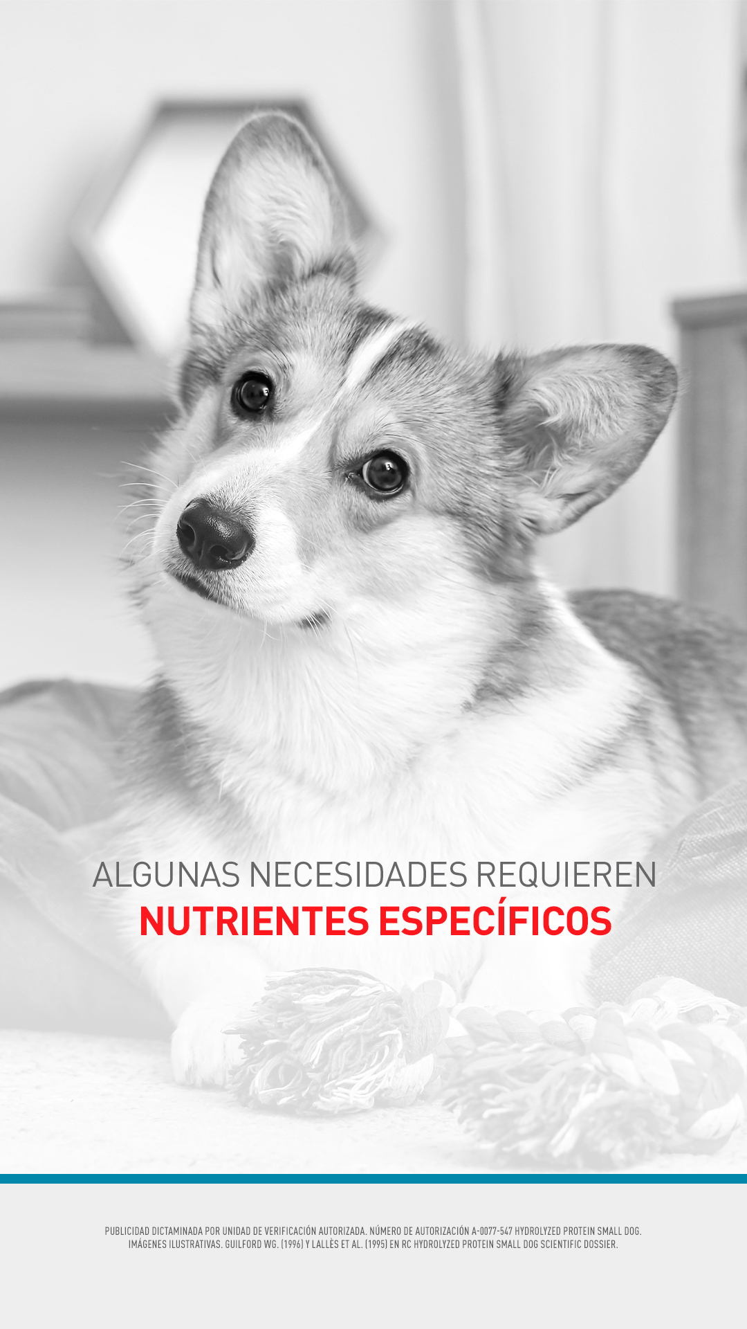 Royal Canin Facebook ad from Aug 14, 2026
