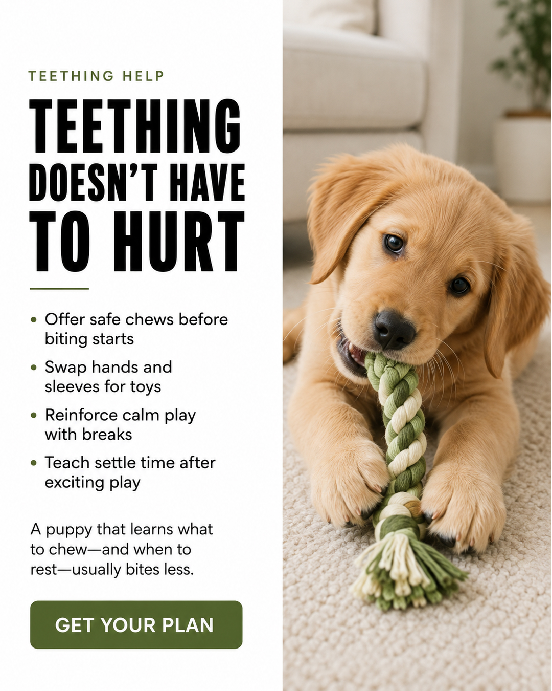 Ben Your Puppy Trainer Facebook ad