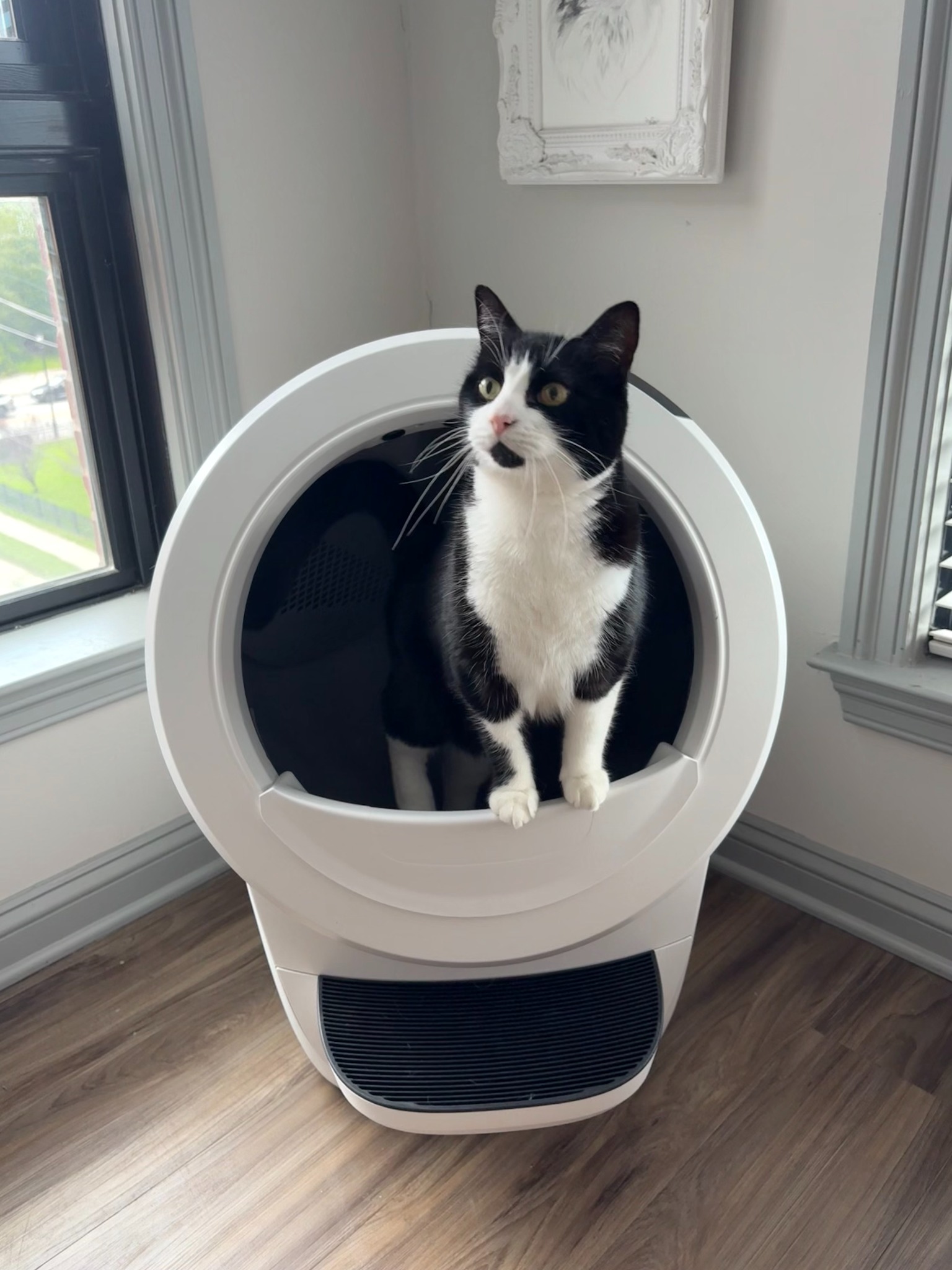 Litter-Robot by Whisker Facebook ad