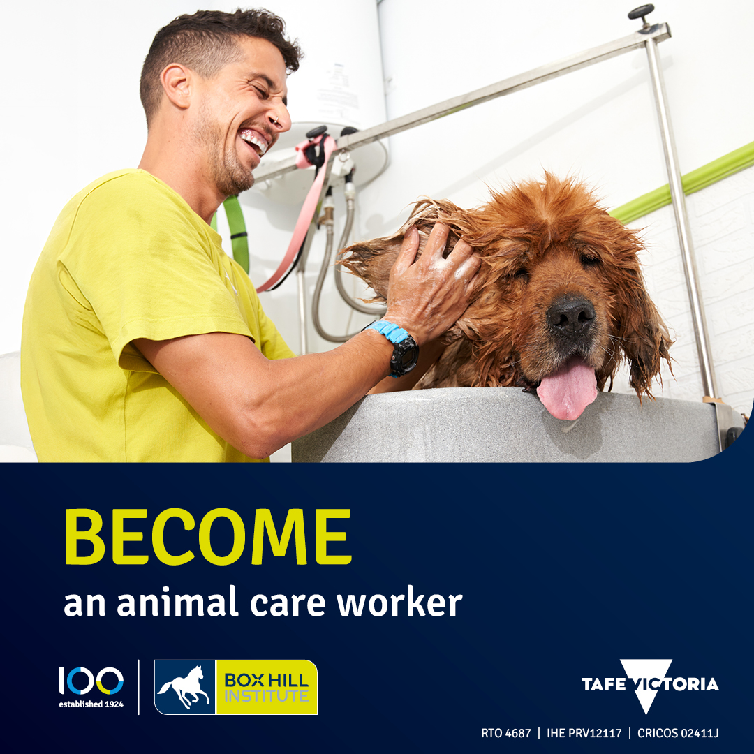Box Hill Institute Facebook ad