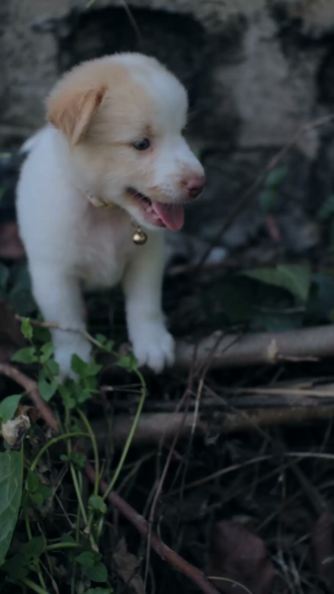 Matthew Smith Facebook ad: Too Cute To Scroll Past