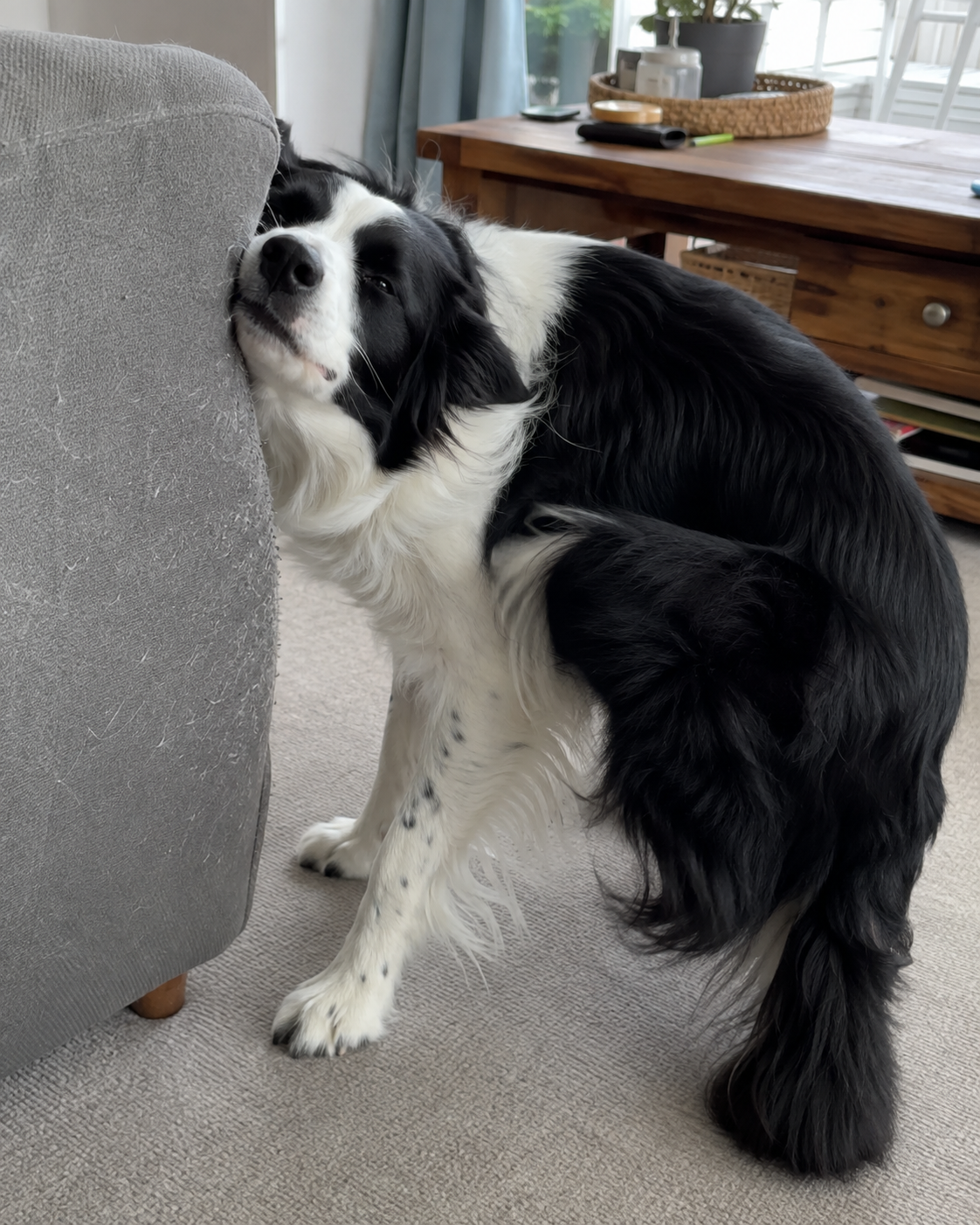 Kate Jones Facebook ad: She's Either Asleep Or She's Scratching. That's Her Entire…