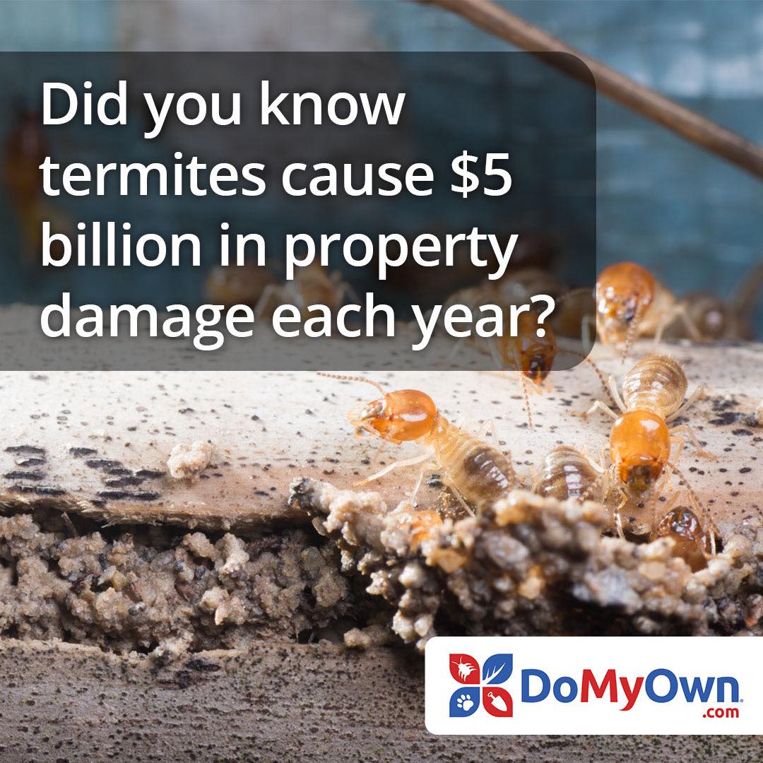 Domyown.com - DIY Pest Control, Lawn Care, and More Facebook ad