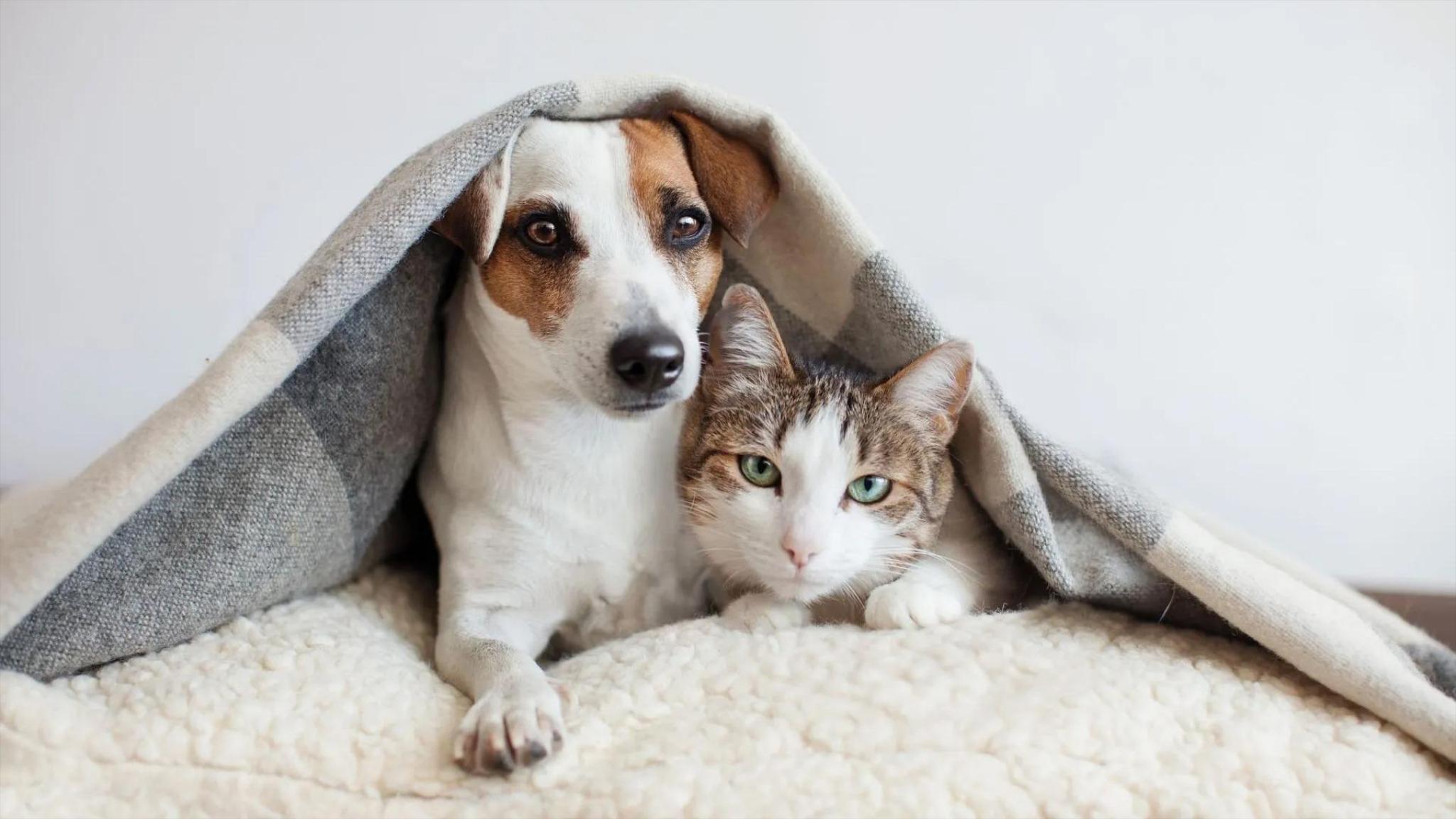 Veterinary System Services, Inc. Facebook ad