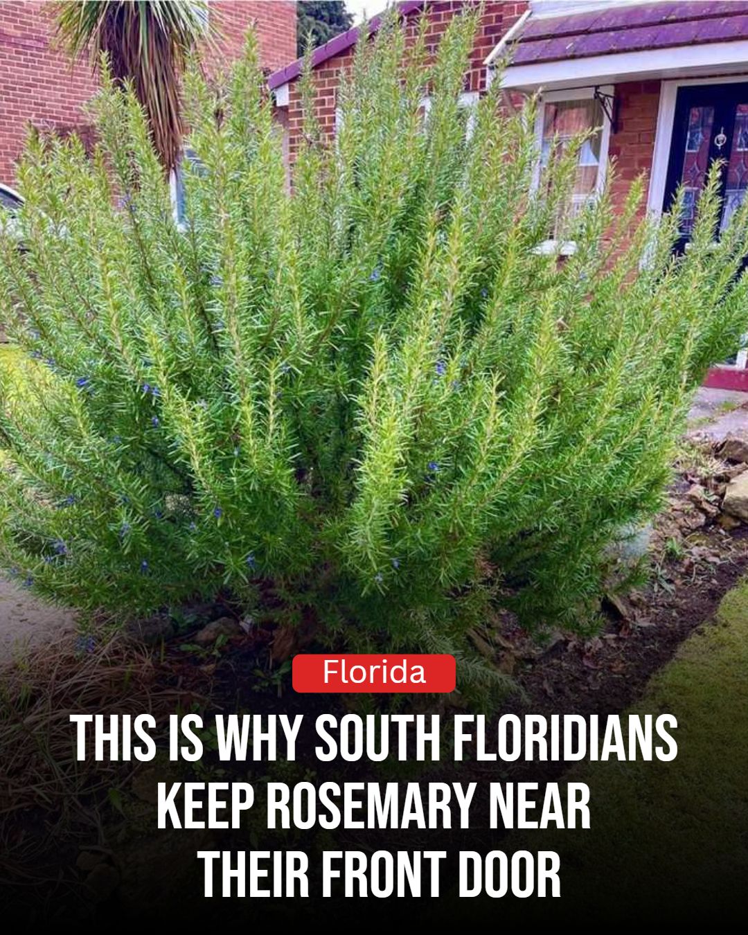 Florida Gardener Facebook ad: Why South Florida Homeowners Keep Rosemary Near The Front…