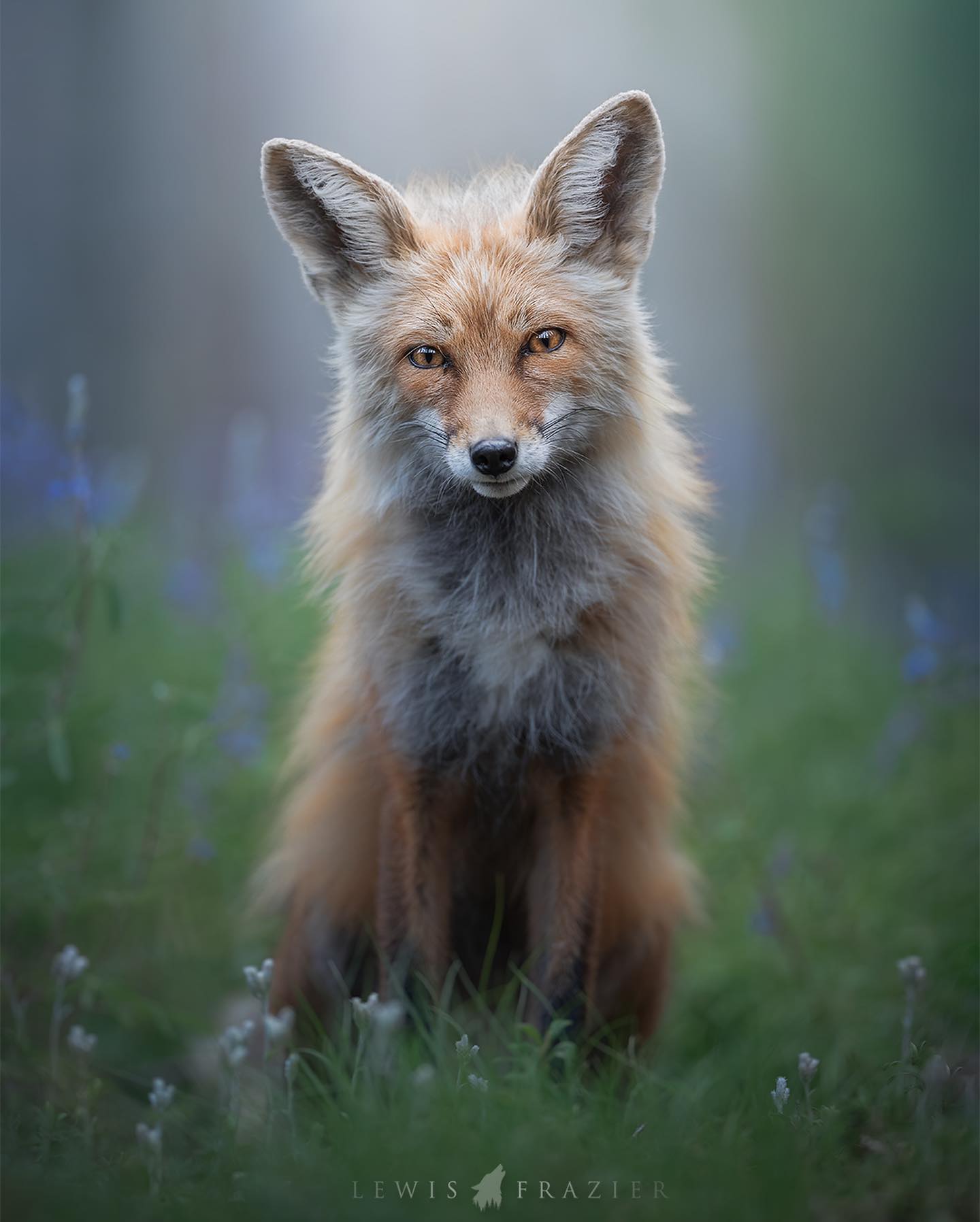 Lewis Frazier Photography Facebook ad: For my birthday, I’m sharing some of my…