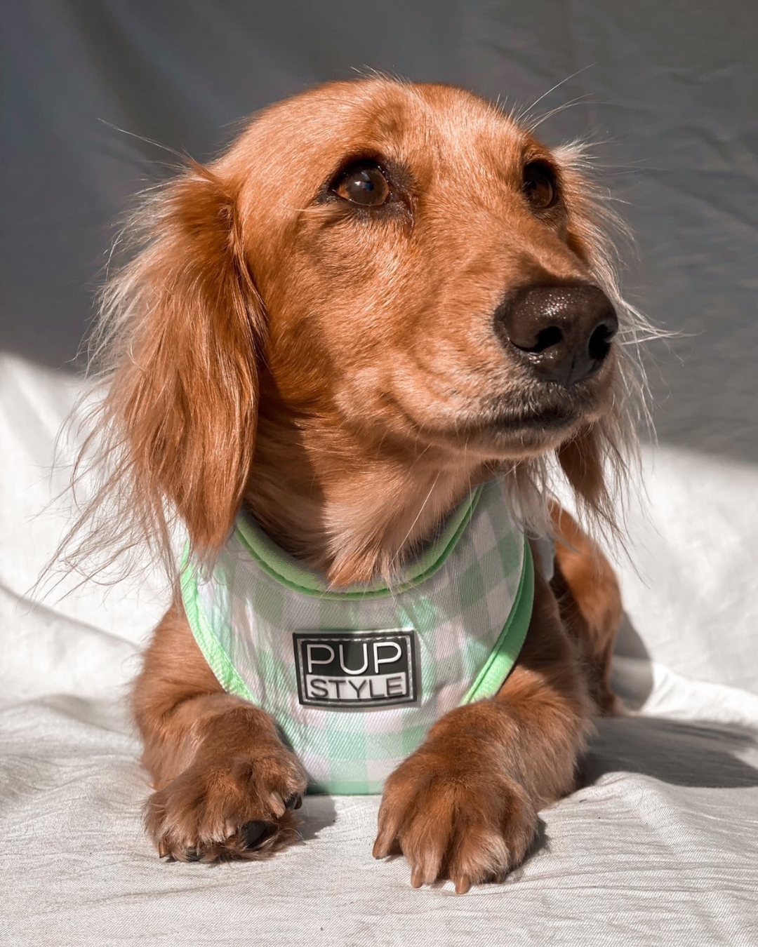 PUPSTYLE Store Facebook ad