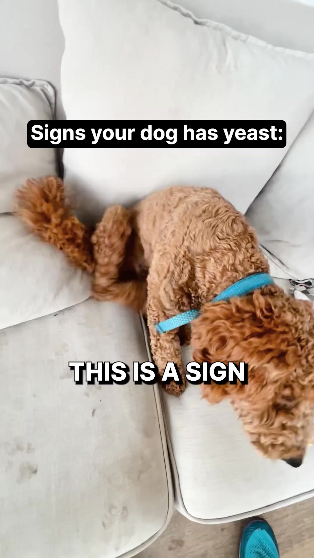 PetLab Co. Facebook ad: Spot the signs of yeast in dogs + try this to help