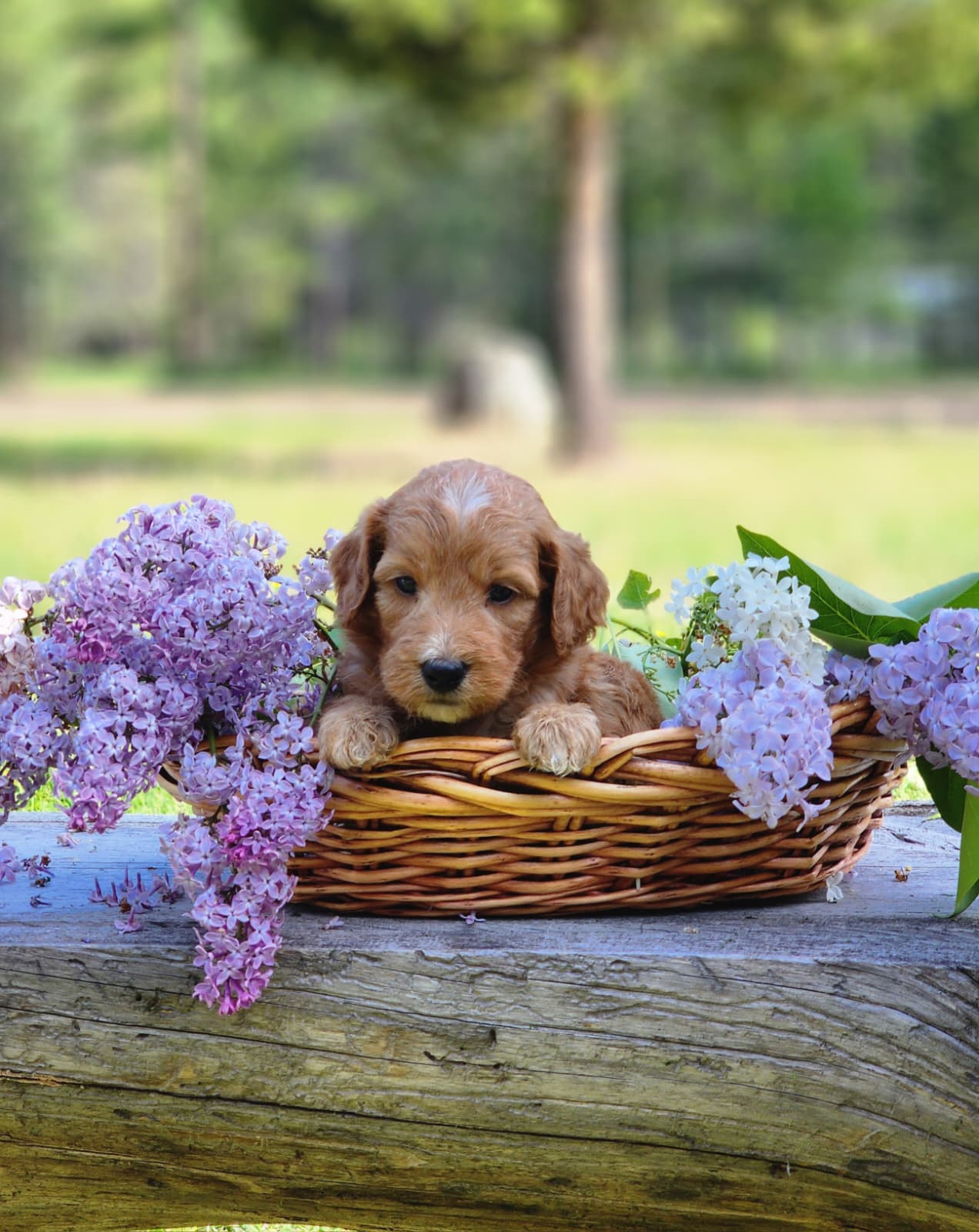 Mountain Meadow Puppies Facebook ad: Mini Goldendoodles: See All 3 Training Levels