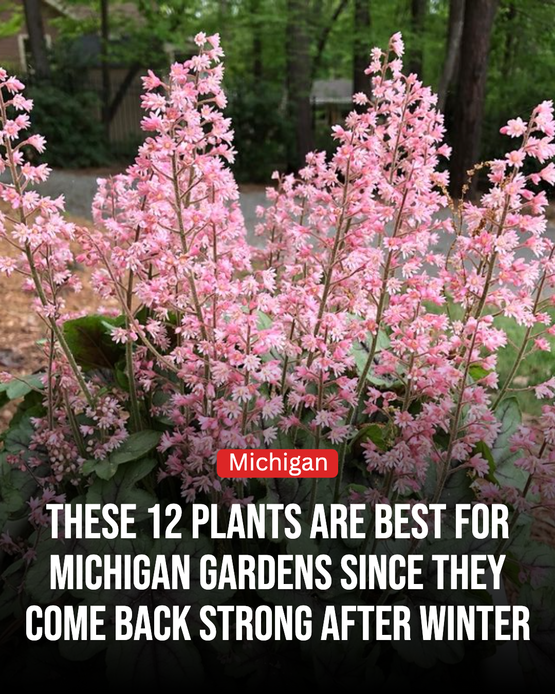 Michigan Gardener Facebook ad: 12 Best Plants For Michigan Gardens That Survive Harsh…
