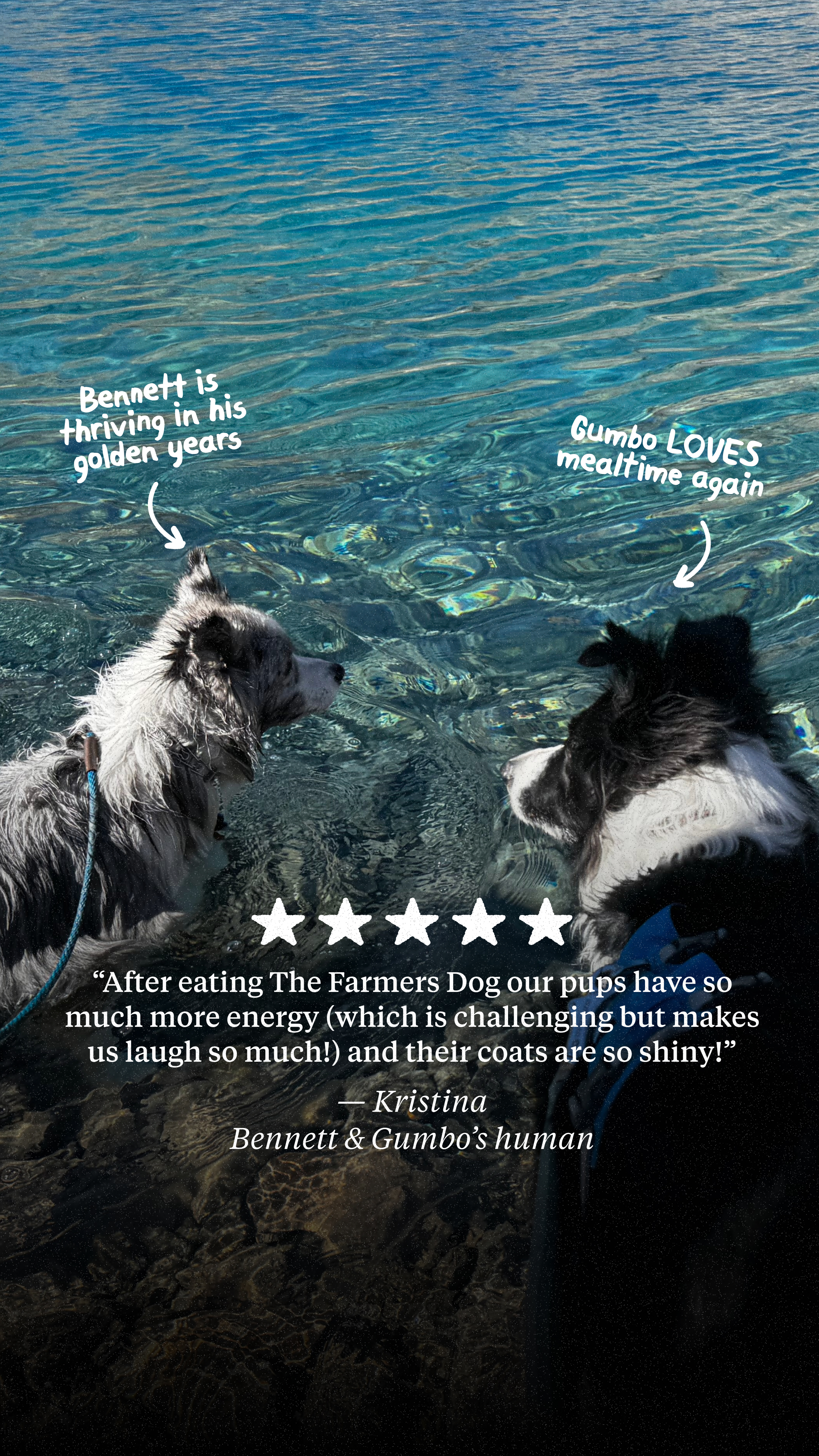 The Farmer's Dog Facebook ad