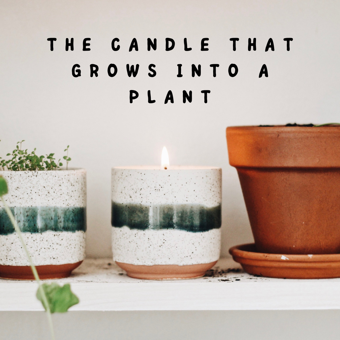 Hyggelight - The Growing Candle Facebook ad: From Flame to Flower.