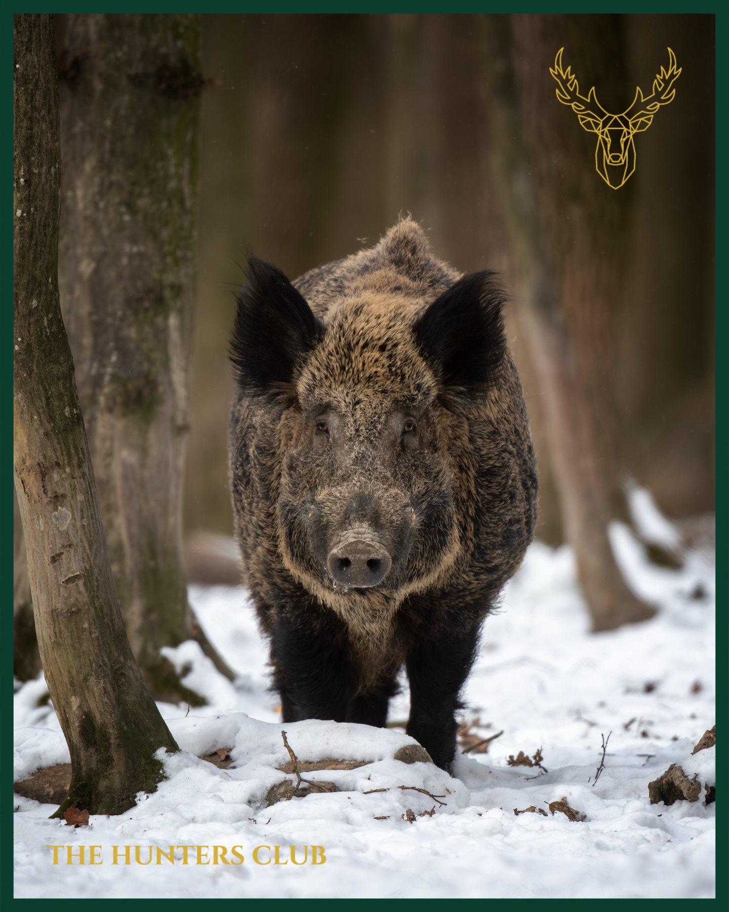 thehuntersclub_net Facebook ad: Schwarzwild im Frühjahr