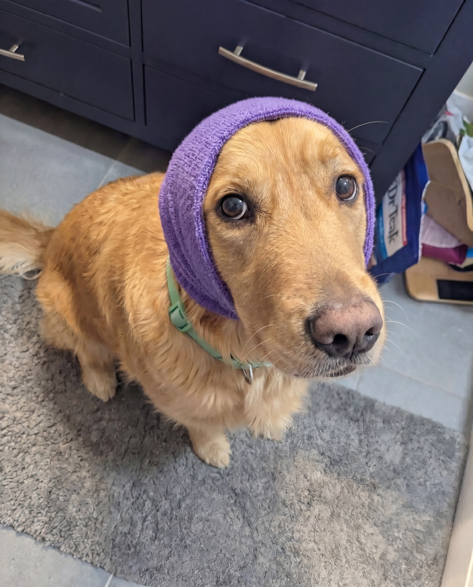 Unfiltered Dog Moms Facebook ad