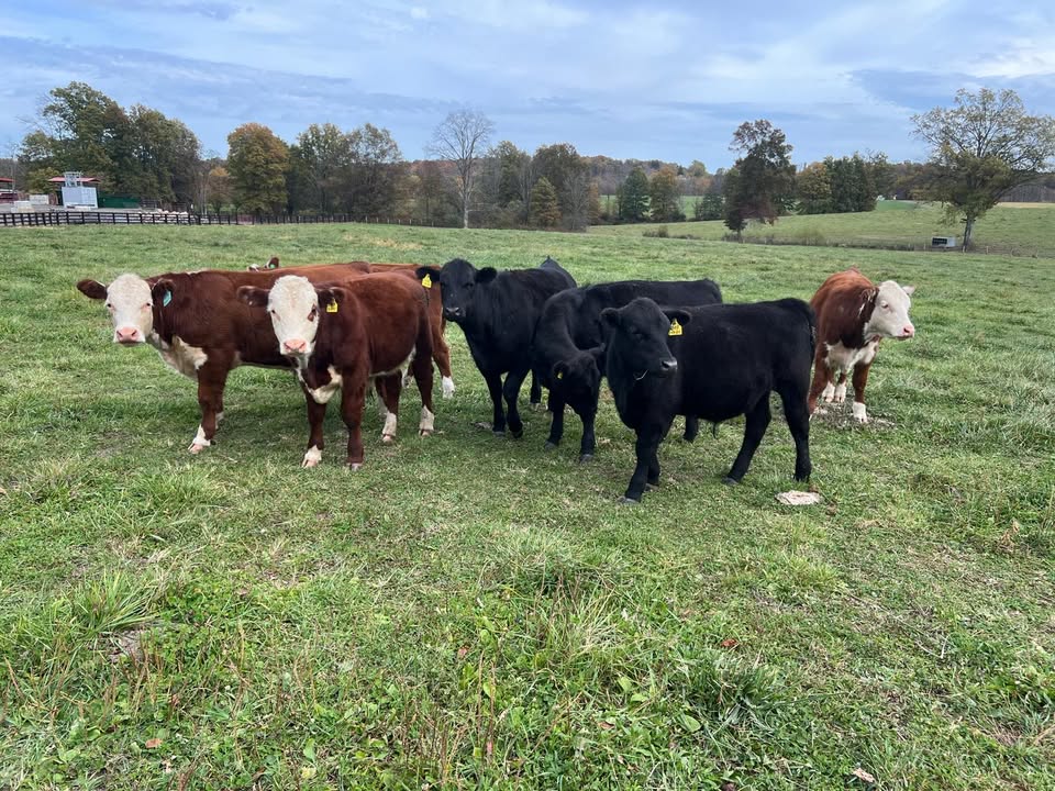 Crossroads Cattle Company Facebook ad