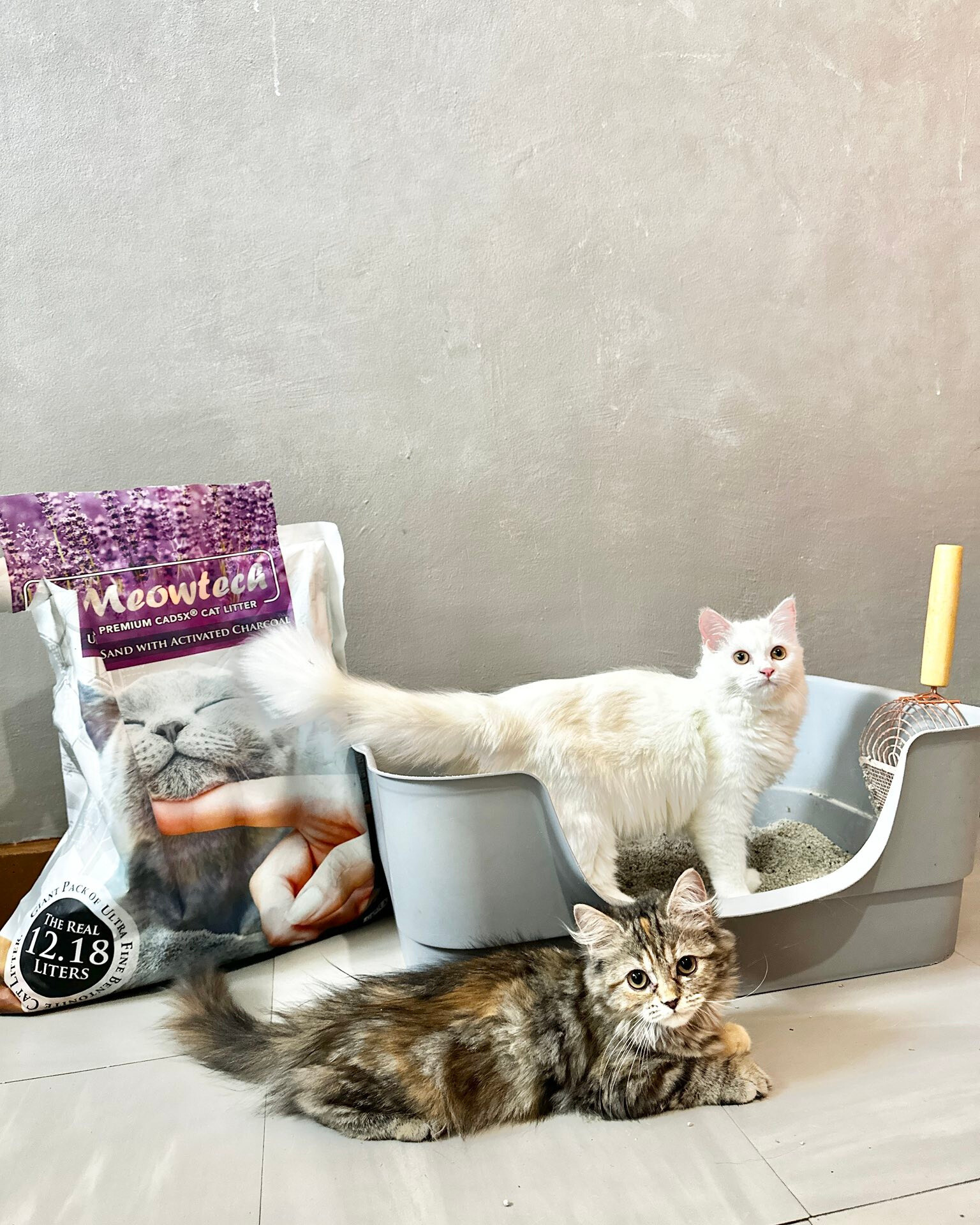 Meowtech Facebook ad