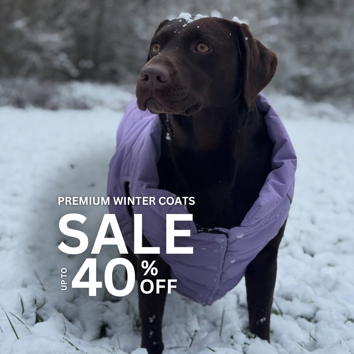 Spark Paws Facebook ad