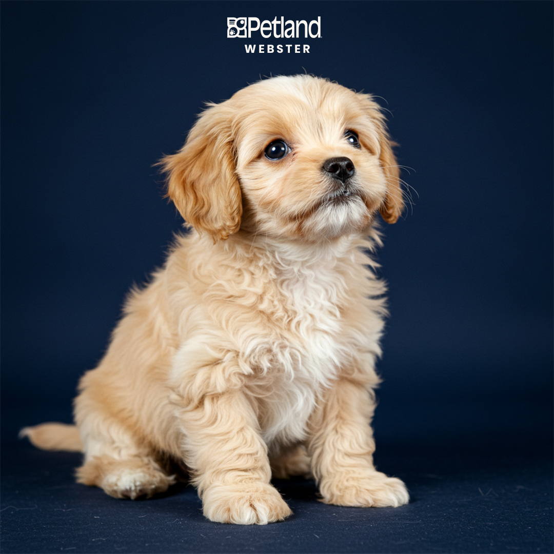 Petland Webster Facebook ad: Over 1,000+ families in Houston have found their…