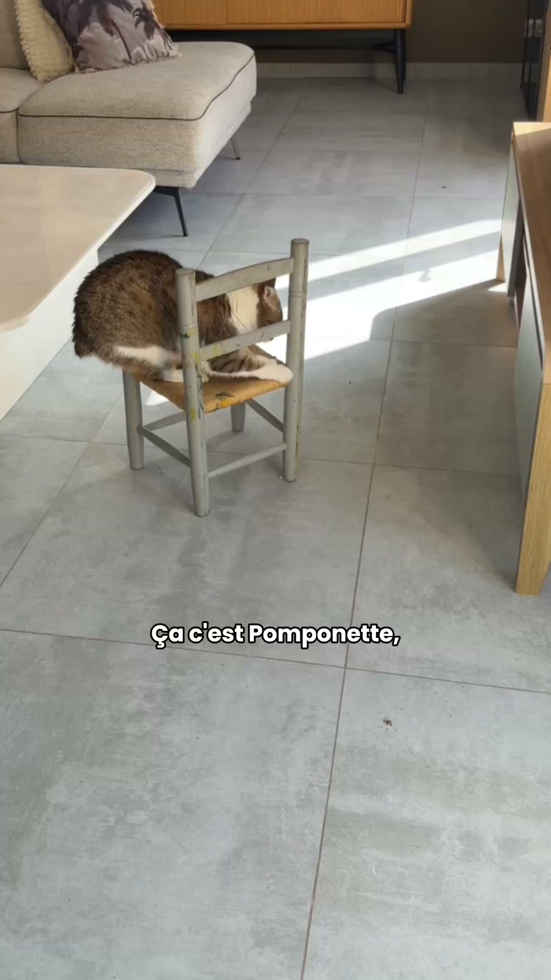 Franklin Pet Food Facebook ad: Moins de stress, plus de gourmandise