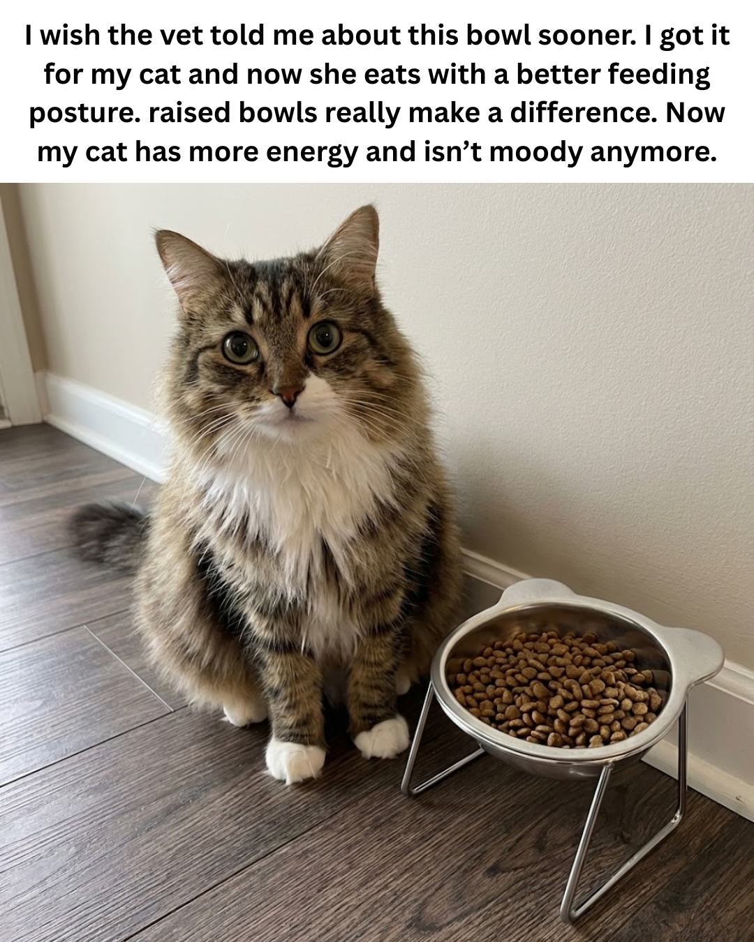 The Friendly Feline Facebook ad: Read this if you still use a standard cat bowl