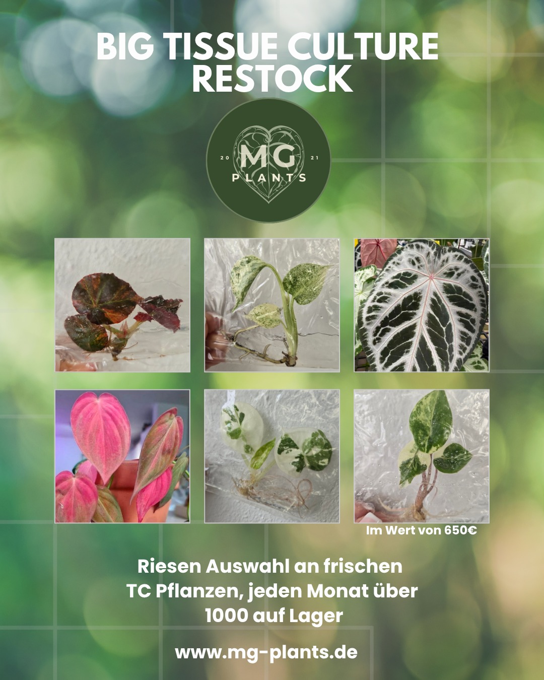MG Plants Store Facebook ad: Tissue Culture