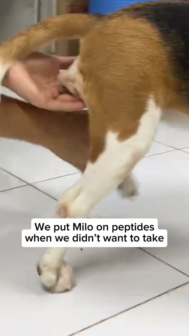 Lauren Hayes Facebook ad: The Peptide Compound Dog Owners Can't Stop Talking About