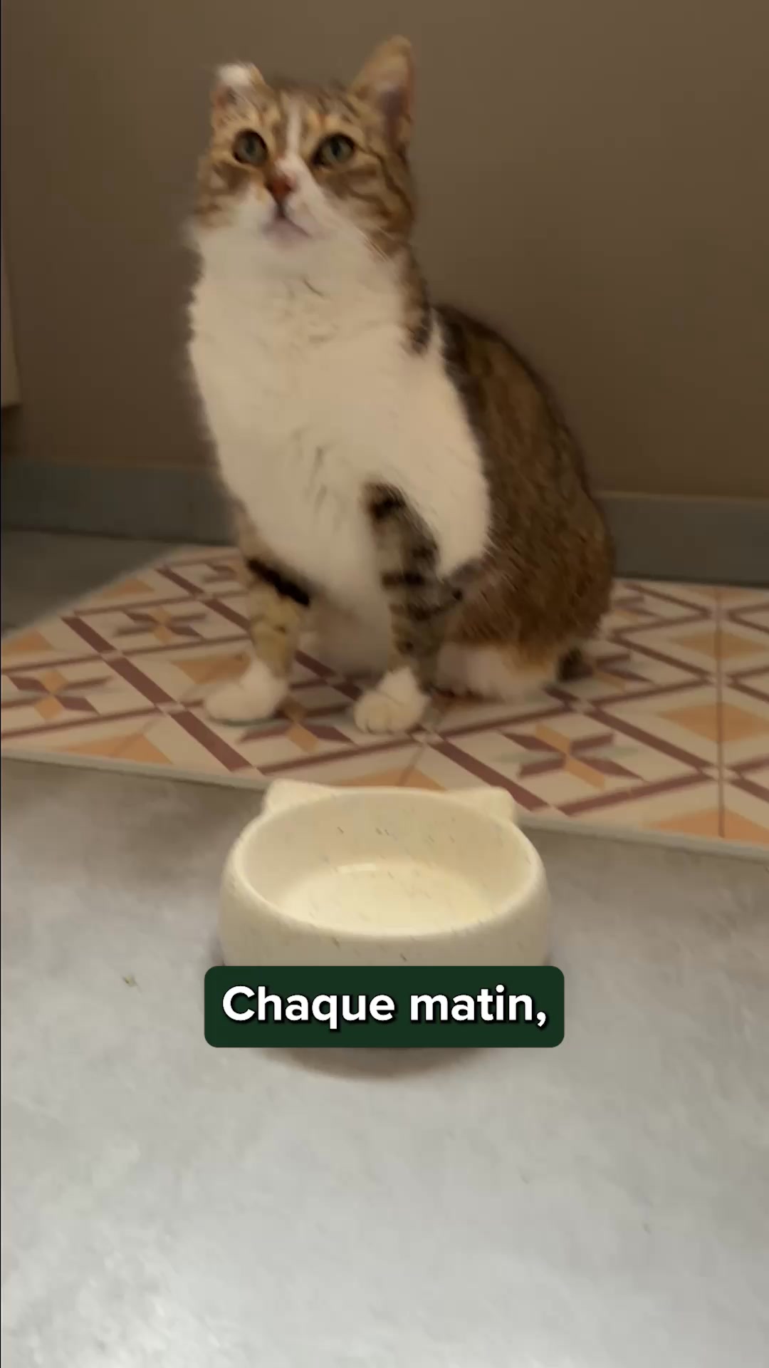 Franklin Pet Food Facebook ad: Nouvelle gamme de filets!